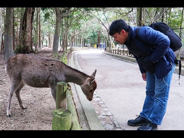 🦌 나라 공원 (奈良公園) 이미지 7